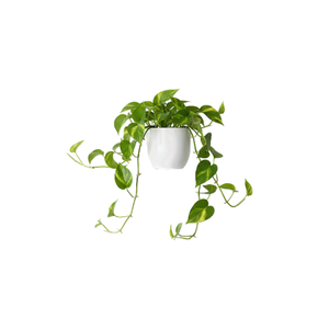 Pothos | Indoor Plants Names for Kids