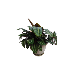 Prayer | Indoor Plants Names for Kids