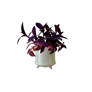 Purple Heart | Indoor Plants Names for Kids