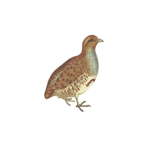 Quail | Bird Names for Kids in English with Pictures