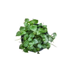 Ripple Peperomia