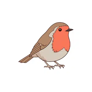 Robin | Bird Names for Kids in English with Pictures