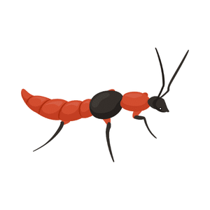 Rove Beetle | Insect Names for Kids in English