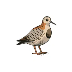 Sandpiper
