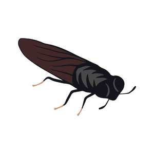 Sawfly | Insect Names for Kids in English