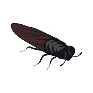 Sawfly | Insect Names for Kids in English