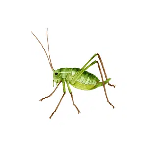 Scale Insect