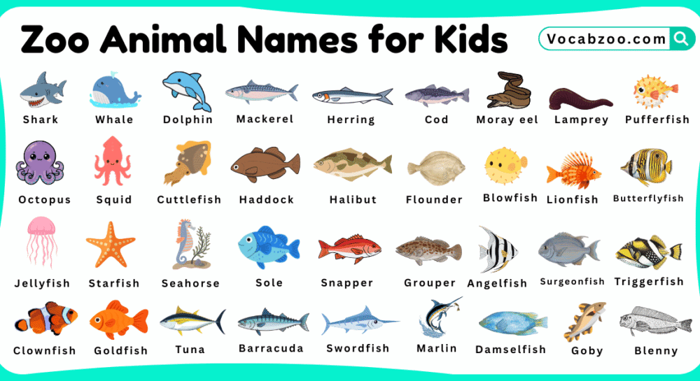 Sea Animal Names for Kids in English with Pictures