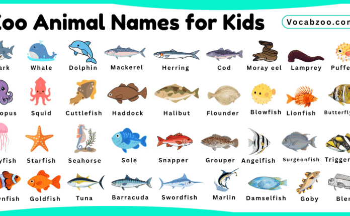 Sea Animal Names for Kids in English with Pictures