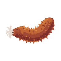 Sea cucumber