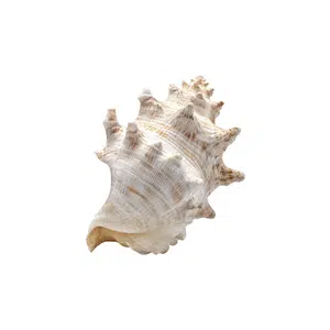 Seashell