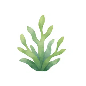Seaweed | Beach Things Names for Kids