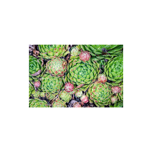 Sempervivum | Indoor Plants Names for Kids