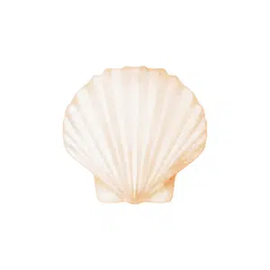 Shell bag | Beach Things Names for Kids