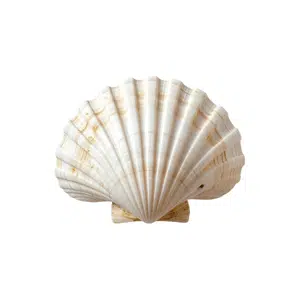 Shell | Beach Things Names for Kids