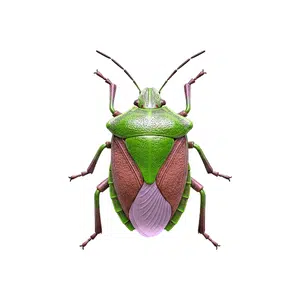 Shieldbug