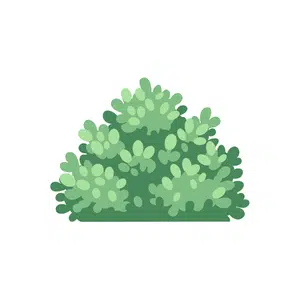 Shrub | Park Things Names for Kids in English