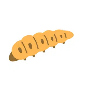 Silkworm | Insect Names for Kids in English