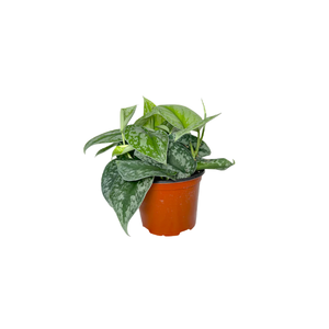 Silver Pothos | Indoor Plants Names for Kids
