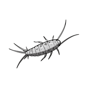 Silverfish | Insect Names for Kids in English