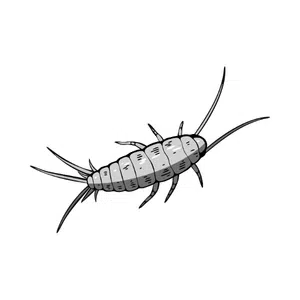 Silverfish | Insect Names for Kids in English