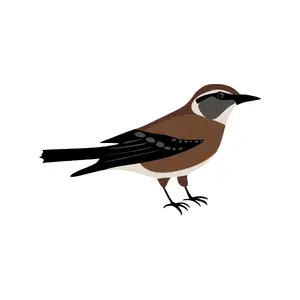 Skylark