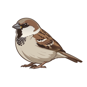 Sparrow | Bird Names for Kids in English with Pictures