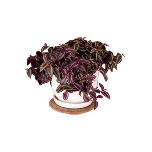 Spiderwort | Indoor Plants Names for Kids