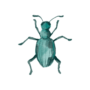 Spittlebug | Insect Names for Kids in English