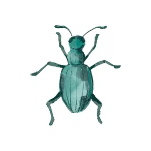 Spittlebug | Insect Names for Kids in English