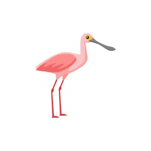 Spoonbill