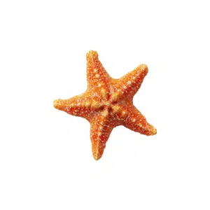 Starfish