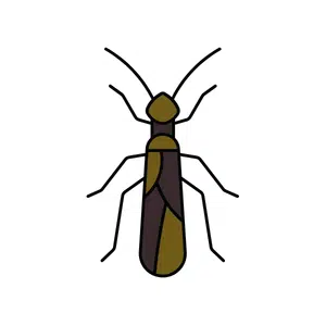 Stonefly | Insect Names for Kids in English