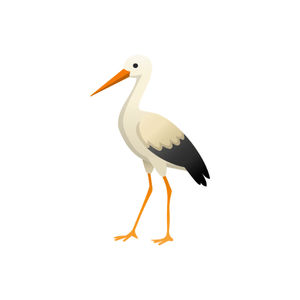 Stork | Bird Names for Kids in English with Pictures