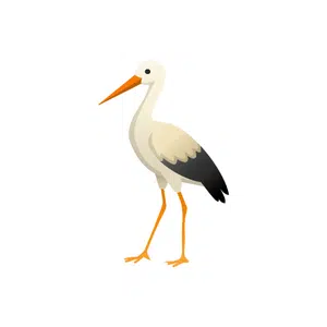 Stork | Bird Names for Kids in English with Pictures