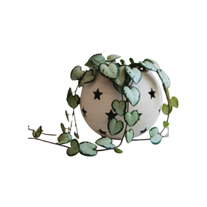 Hearts | Indoor Plants Names for Kids