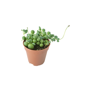 String of Pearls