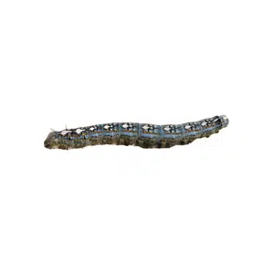 TentCaterpillar