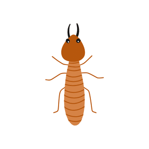 Termite | Insect Names for Kids in English