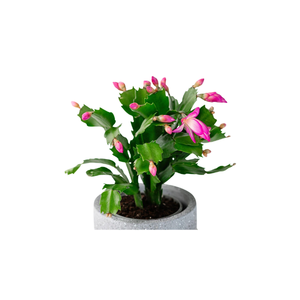 Thanksgiving Cactus