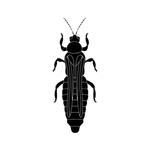 Thrips | Insect Names for Kids in English