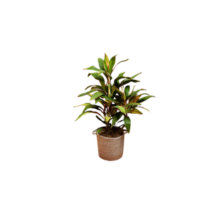 Ti Plant | Indoor Plants Names for Kids