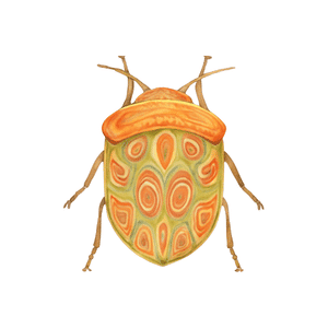Tortoise Beetle