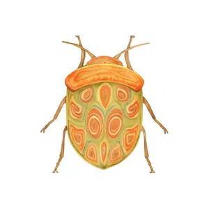 Tortoise Beetle