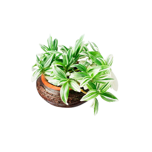 Tradescantia | Indoor Plants Names for Kids