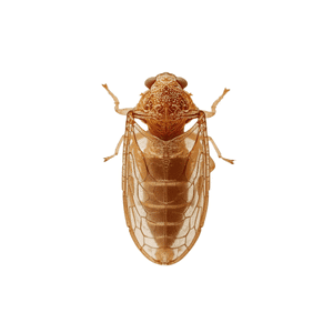 Treehopper | Insect Names for Kids in English