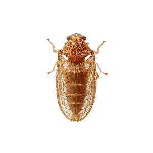 Treehopper | Insect Names for Kids in English