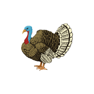 Turkey | Bird Names for Kids in English with Pictures