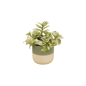 Wandering Dude | Indoor Plants Names for Kids