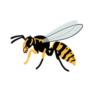 Wasp | Insect Names for Kids in English